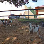 Casa de Férias Oliver,