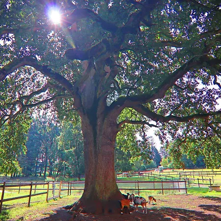 Oliver, Dom wakacyjny Wendorf (Kuhlen-Wendorf)