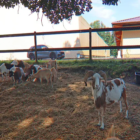 Dom wakacyjny Oliver,